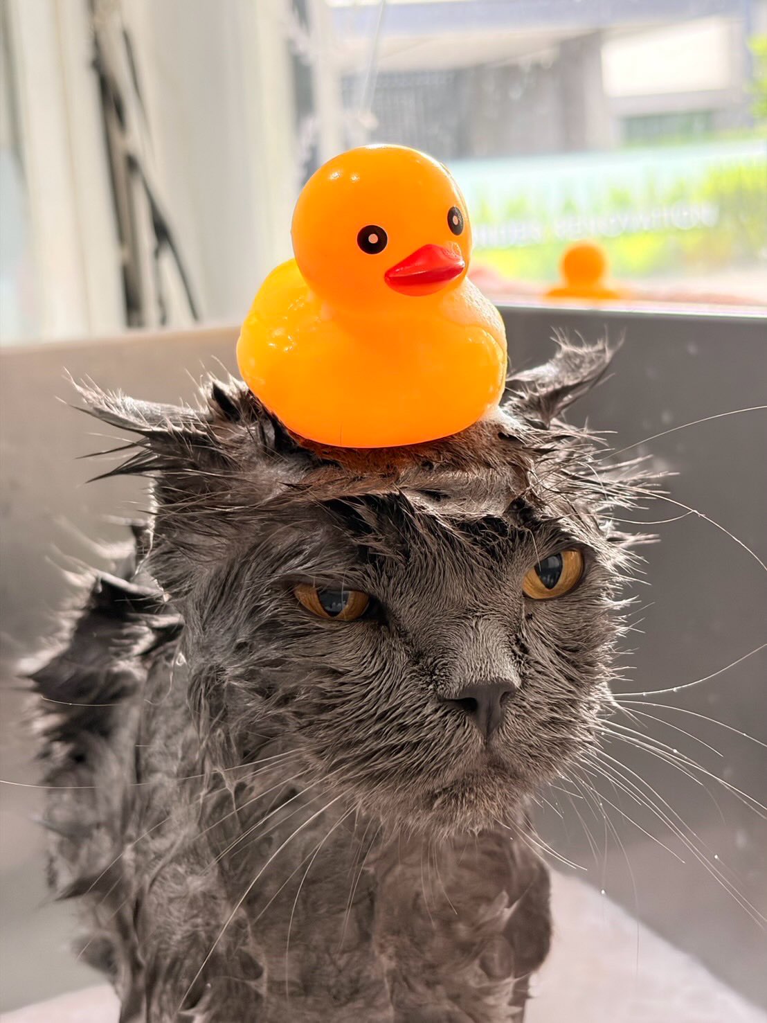 ปุยฝ้าย - ณัฏฐพัชร วิพัธครตระกูล