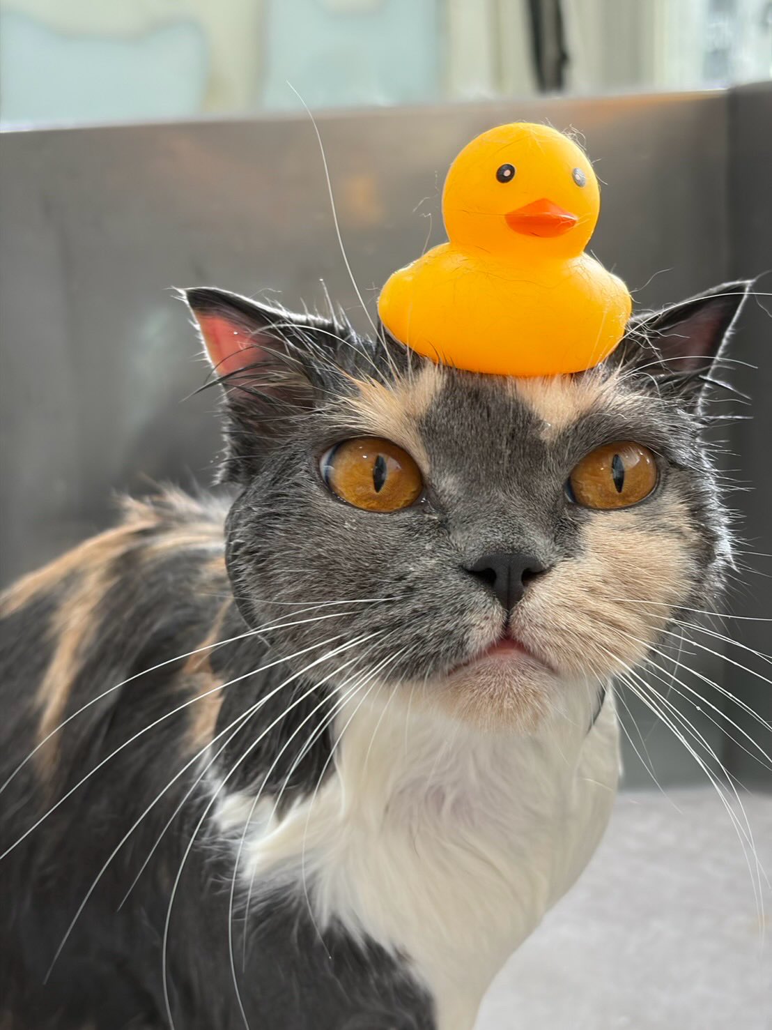 ปุยฝ้าย - ณัฏฐพัชร วิพัธครตระกูล