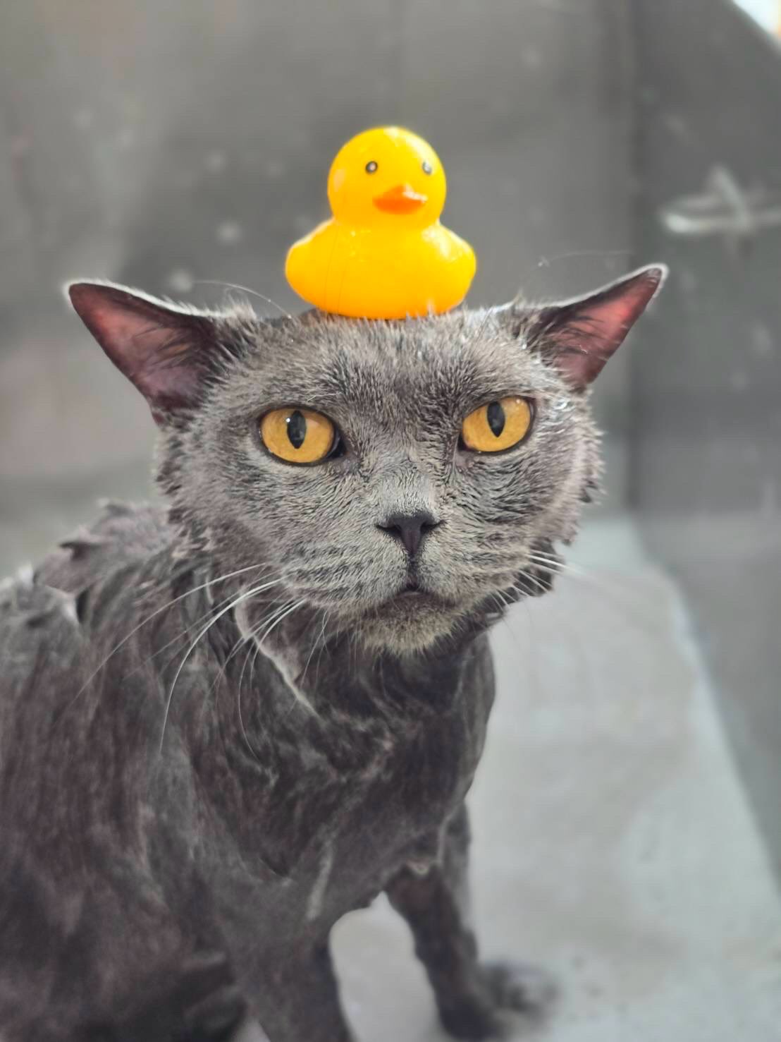 ปุยฝ้าย - ณัฏฐพัชร วิพัธครตระกูล