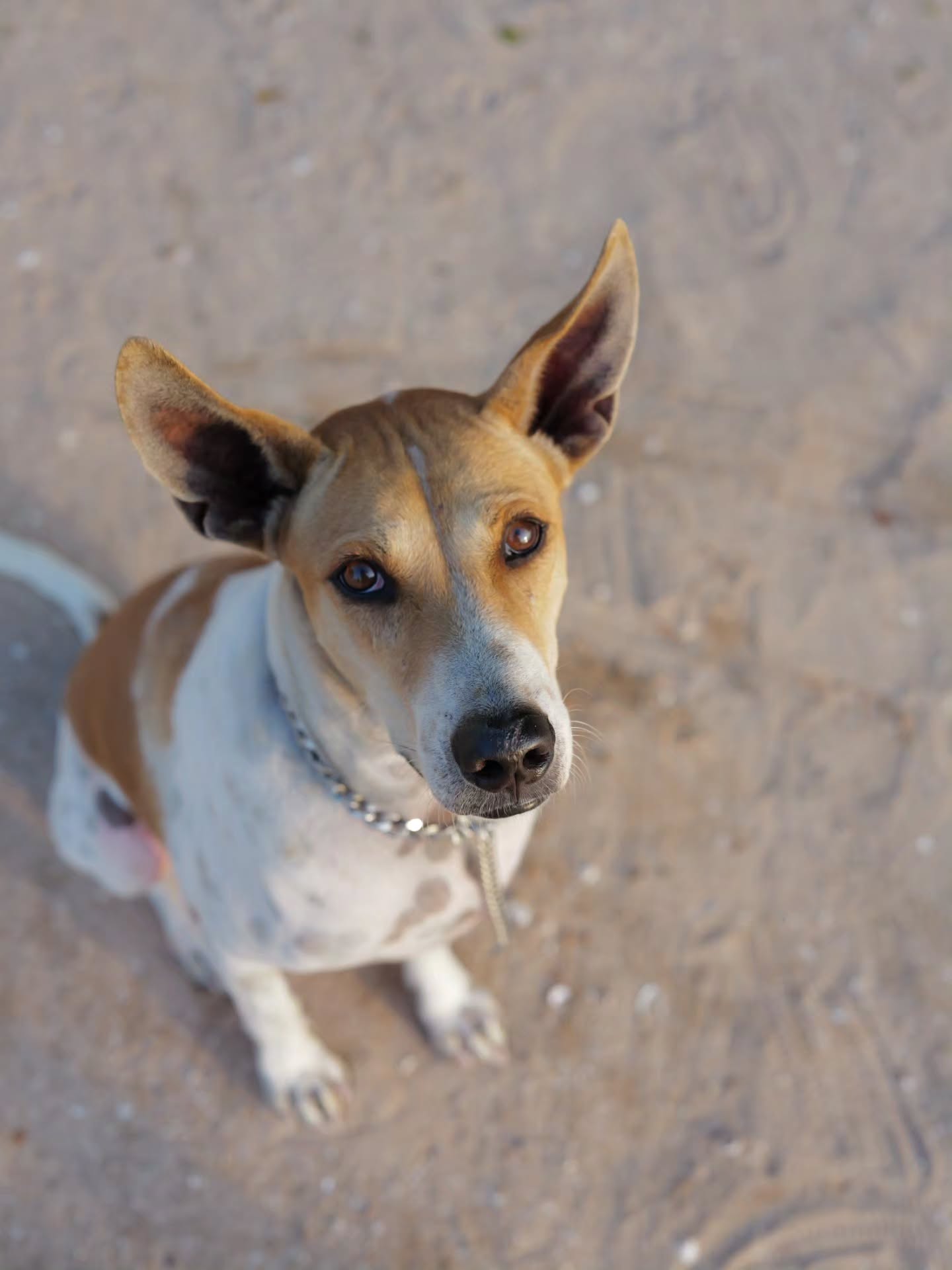 ต้าห์อู๋ - พิทยา แซ่ฉั่ว