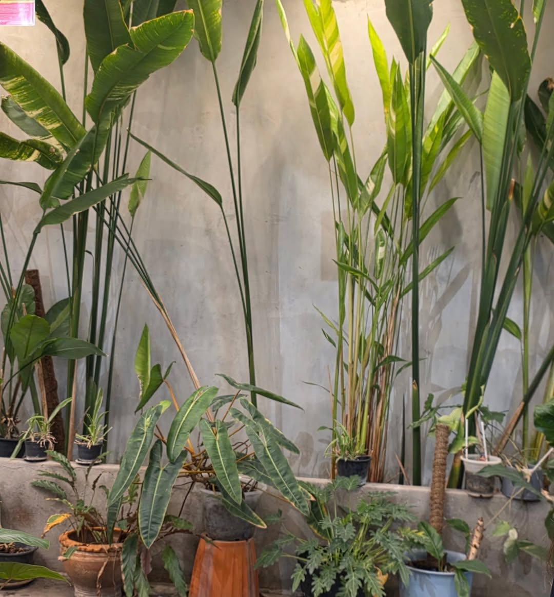 ต้าห์อู๋ - พิทยา แซ่ฉั่ว