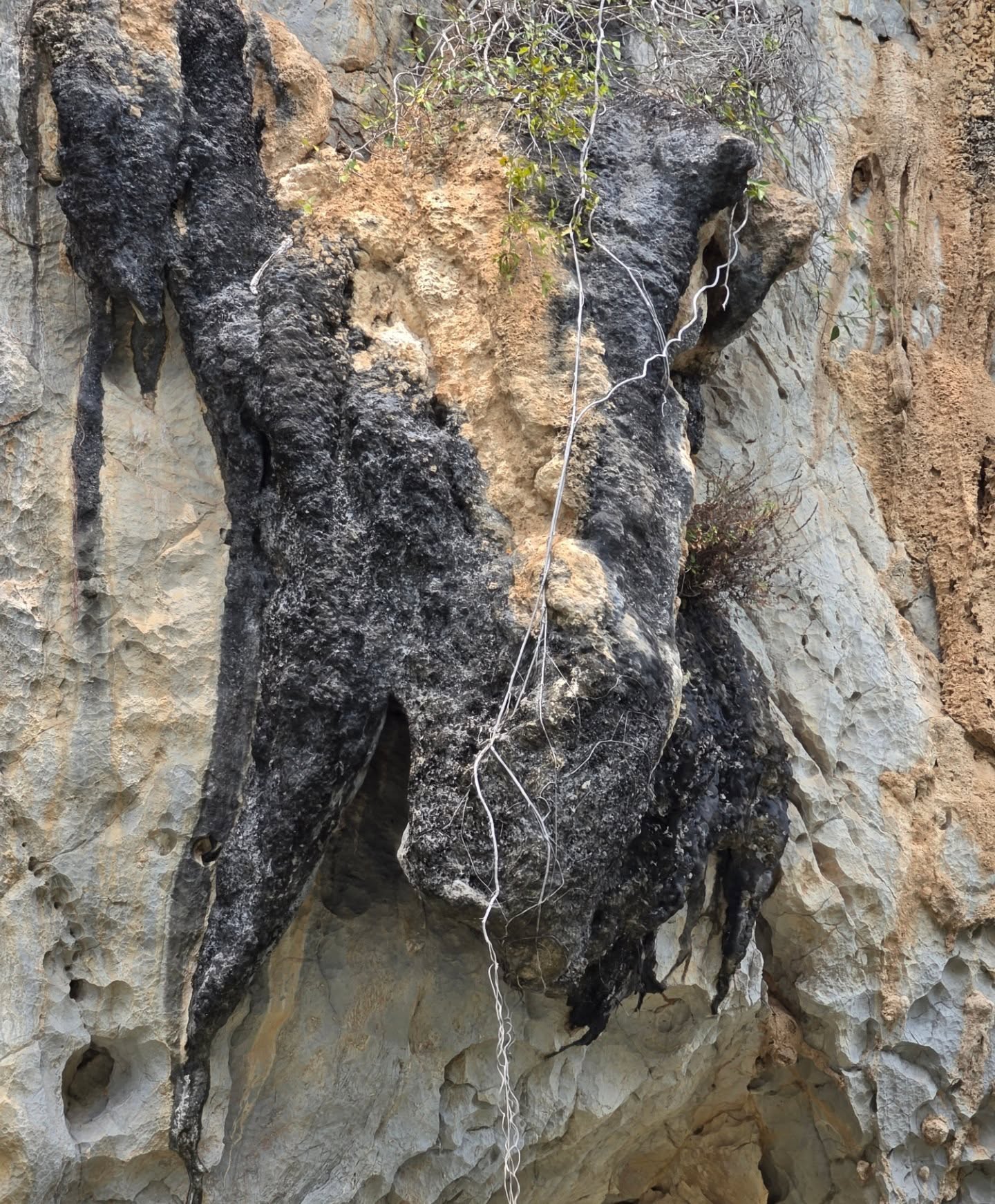 ต้าห์อู๋ - พิทยา แซ่ฉั่ว