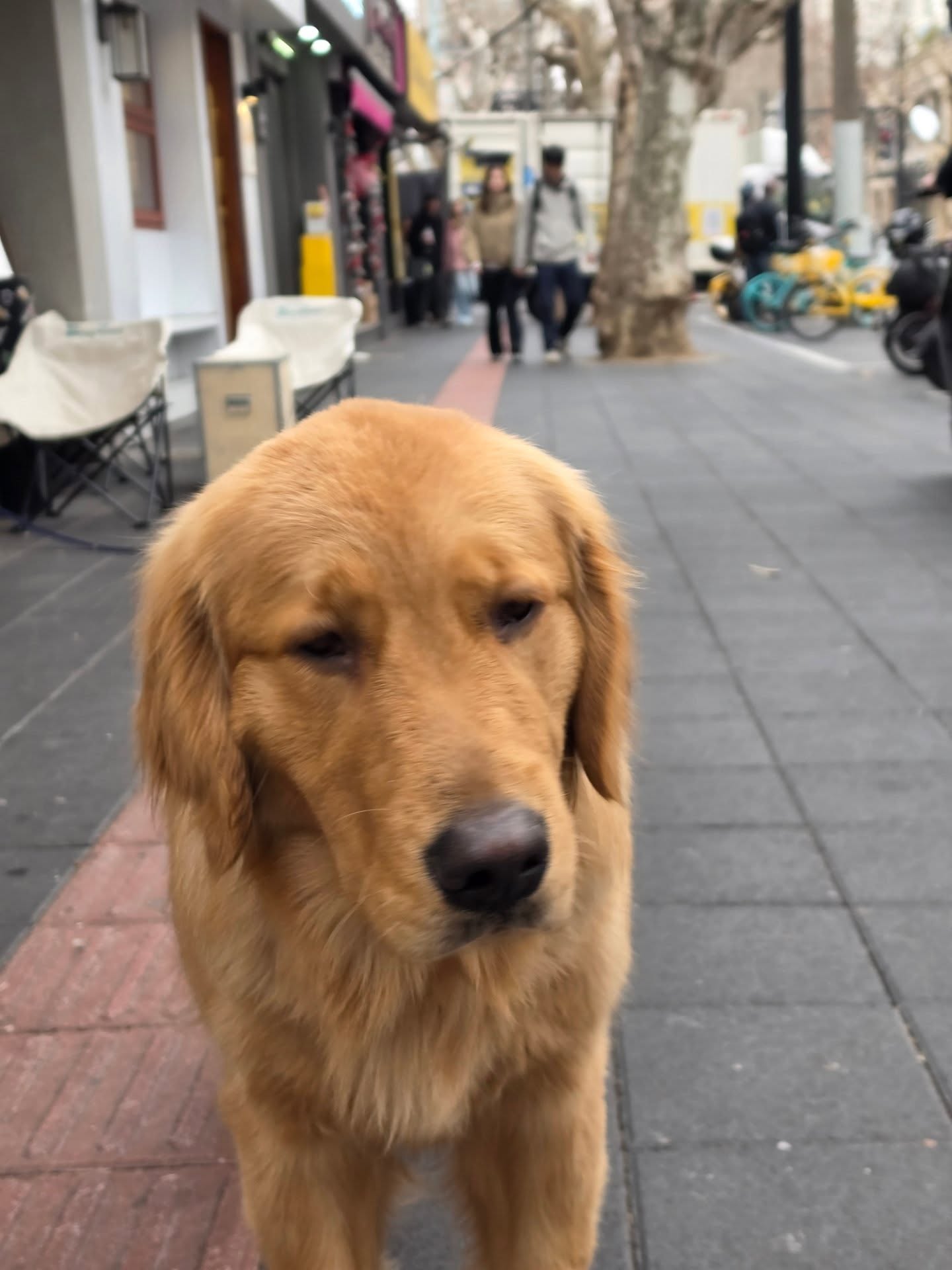 ต้าห์อู๋ - พิทยา แซ่ฉั่ว