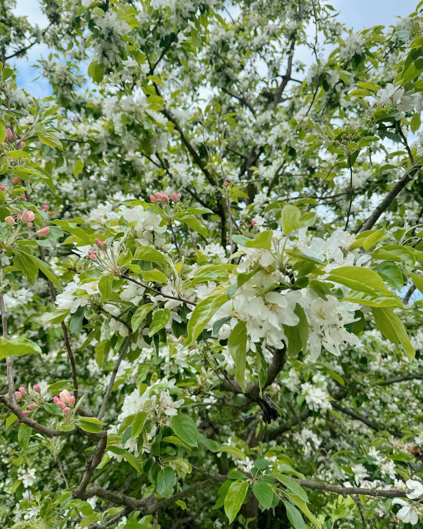 เต้ย - พงศกร เมตตาริกานนท์