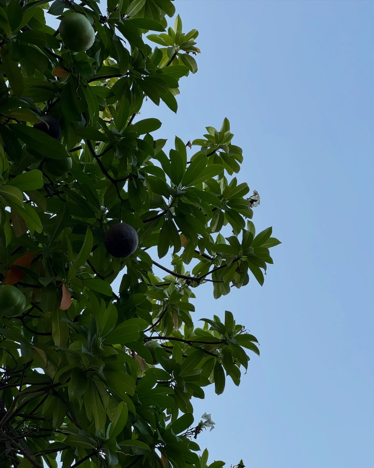 เต้ย - พงศกร เมตตาริกานนท์