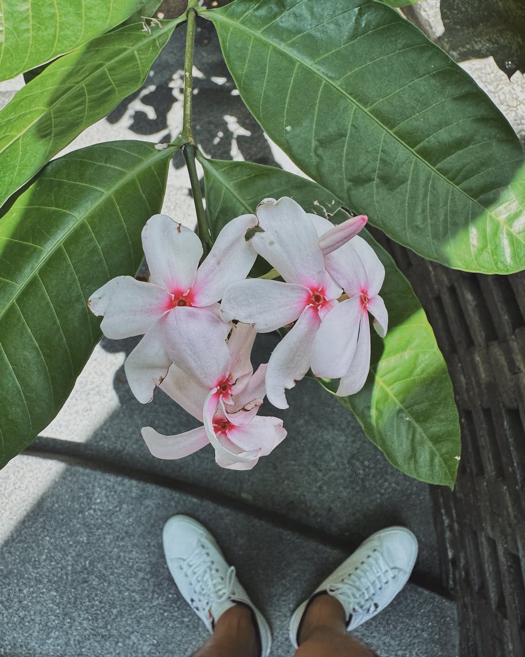 เต้ย - พงศกร เมตตาริกานนท์