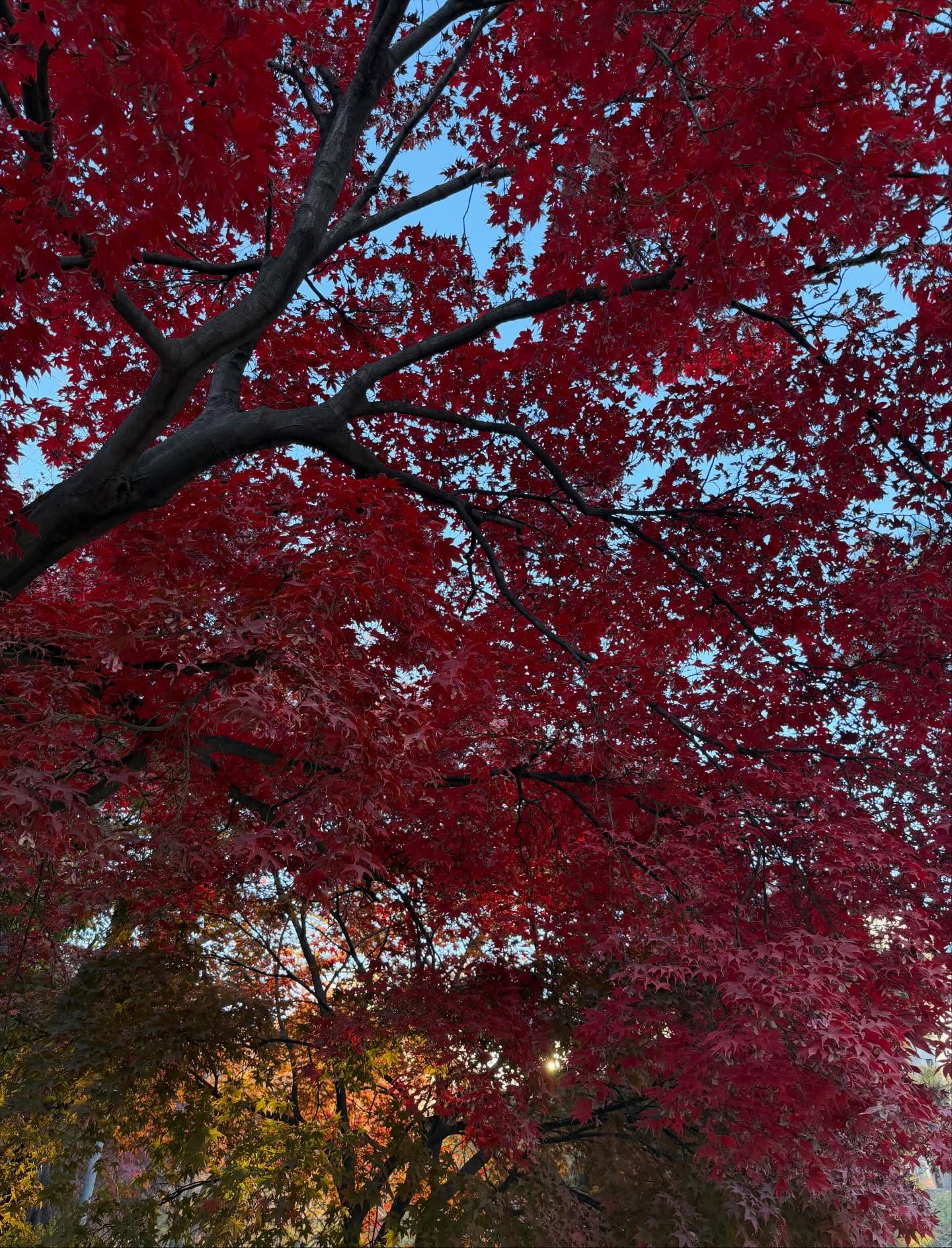 กวาง - วรรณปิยะ ออมสินนพกุล