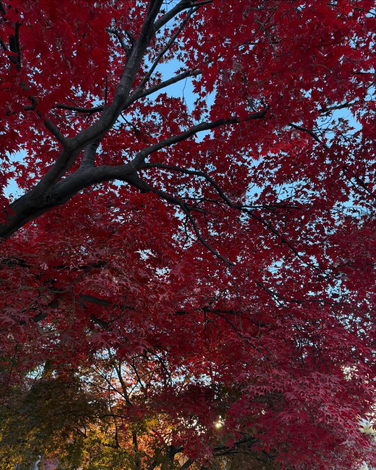 กวาง - วรรณปิยะ ออมสินนพกุล
