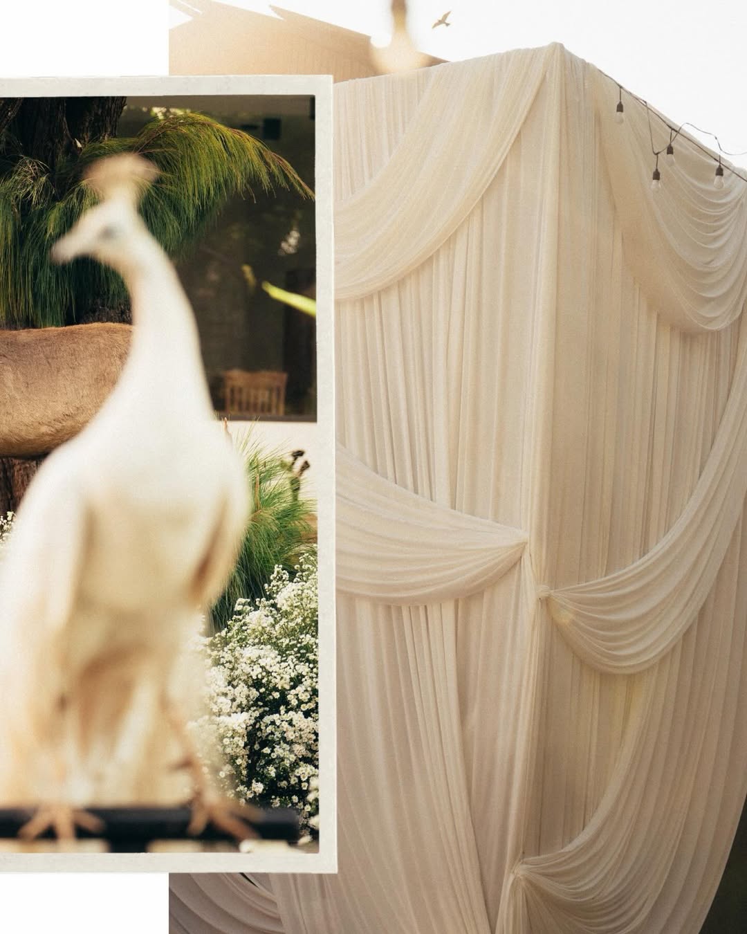 กวาง - วรรณปิยะ ออมสินนพกุล