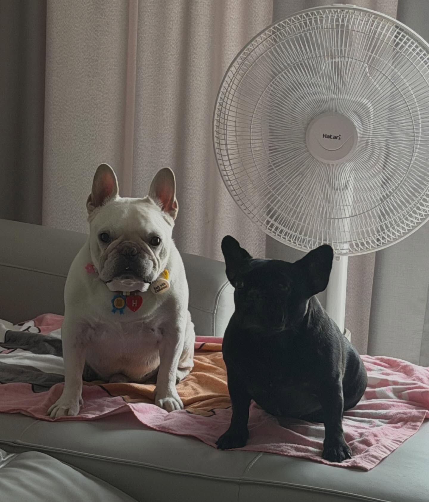 ฝ้าย - เวฬุรีย์ ดิษยบุตร