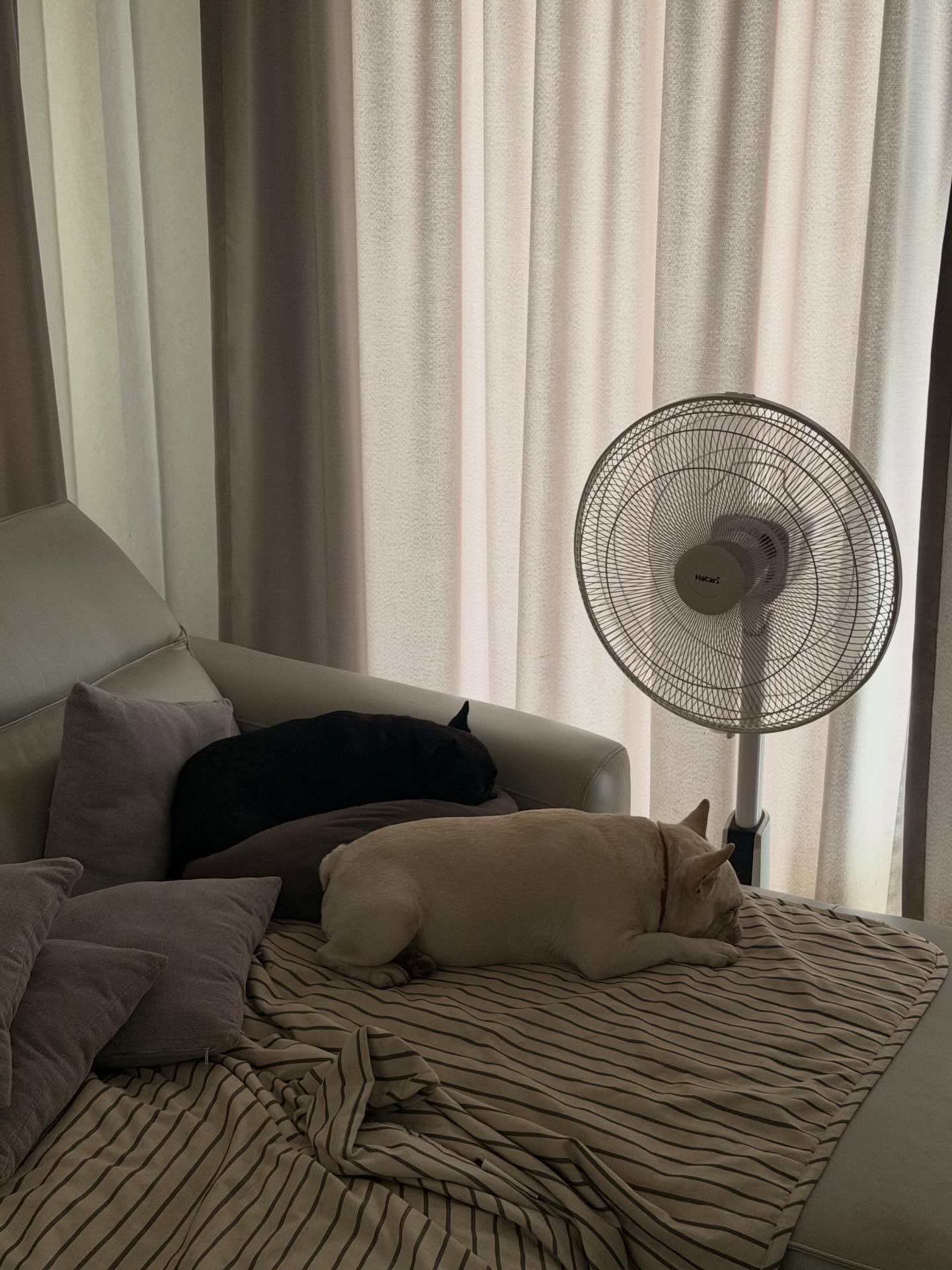 ฝ้าย - เวฬุรีย์ ดิษยบุตร