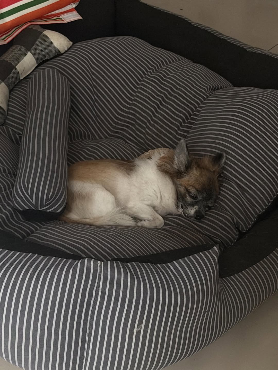 ฝ้าย - เวฬุรีย์ ดิษยบุตร