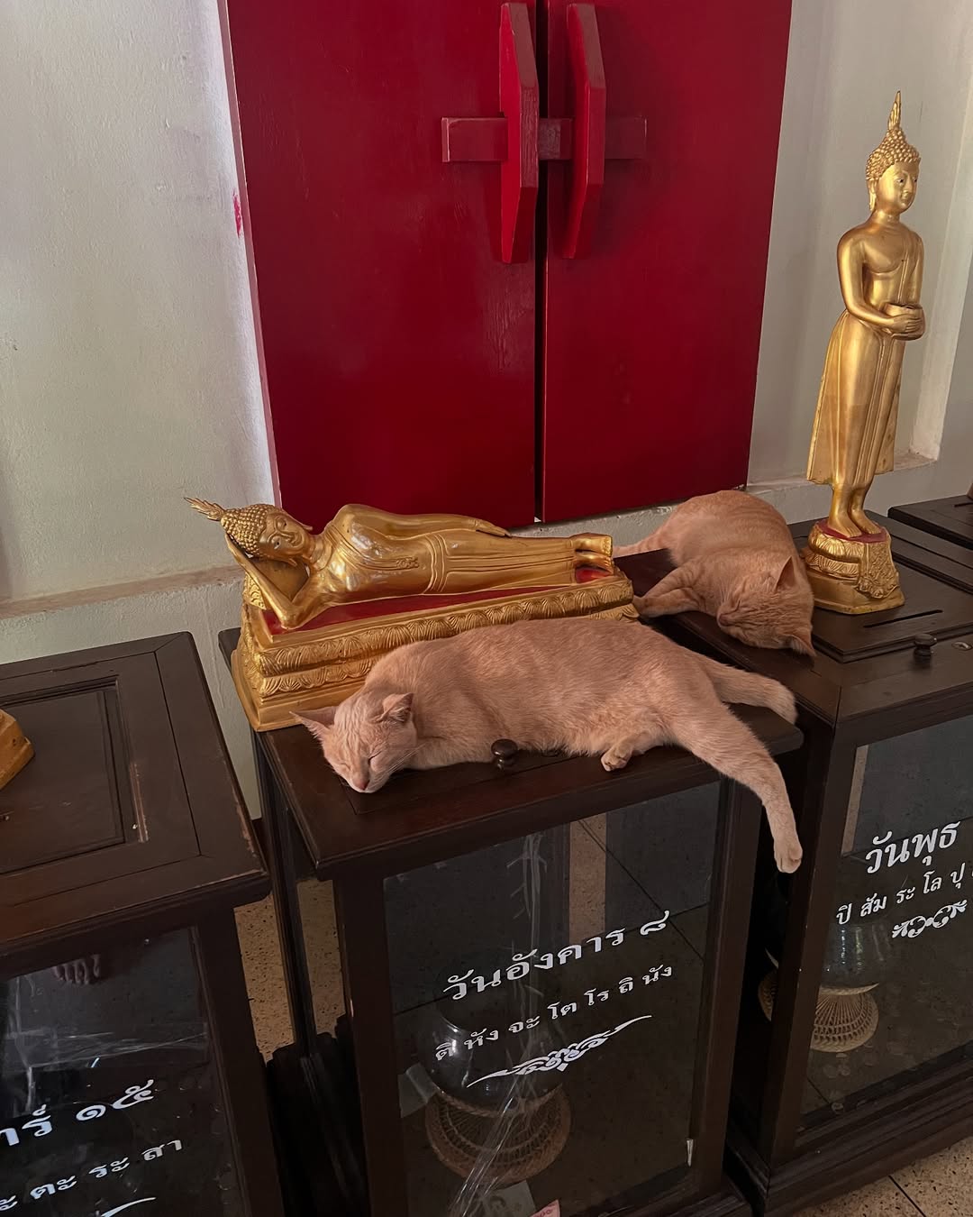 มิ้นท์ - รัญชน์รวี เอื้อกูลวราวัตร
