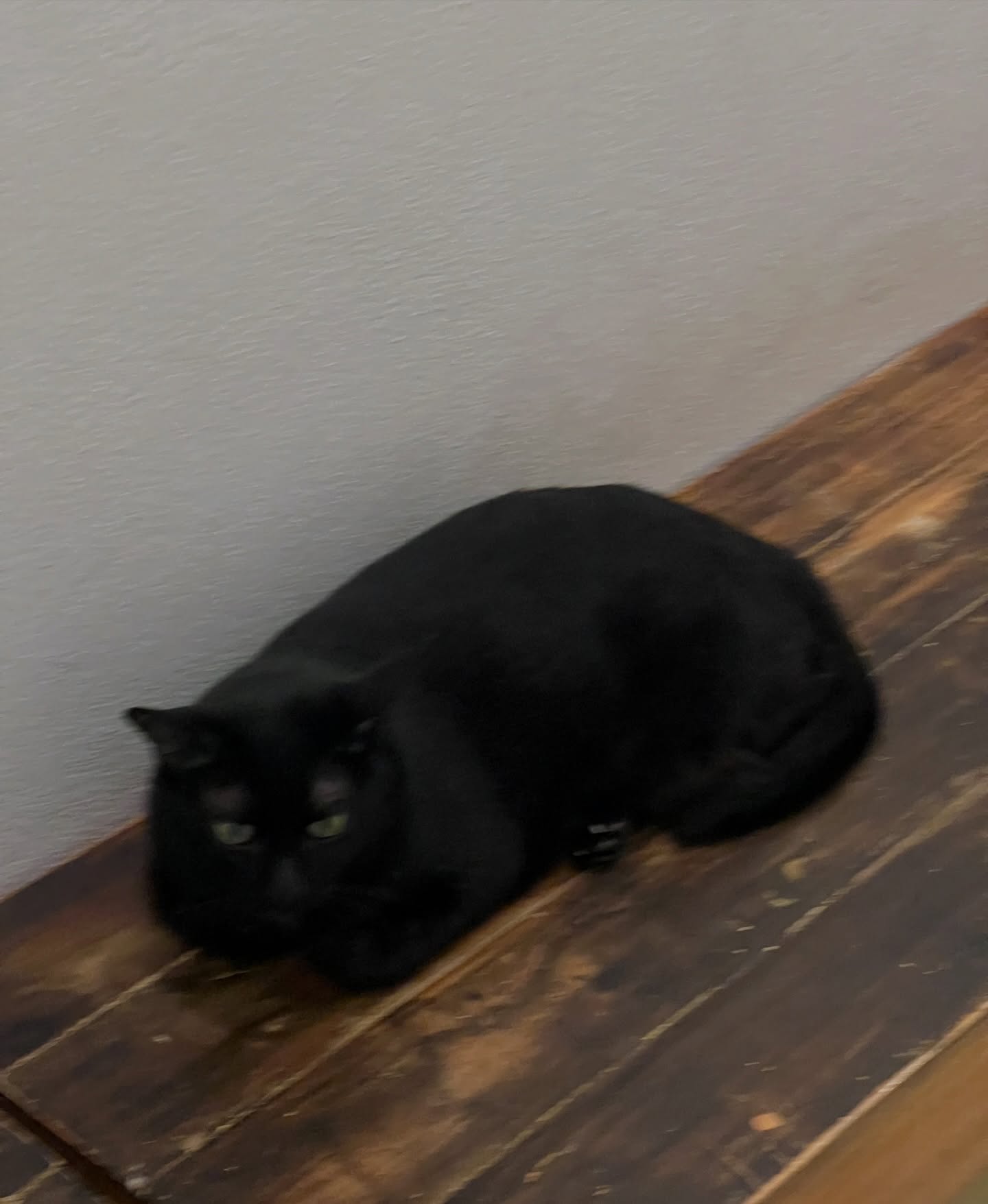 มิ้นท์ - รัญชน์รวี เอื้อกูลวราวัตร