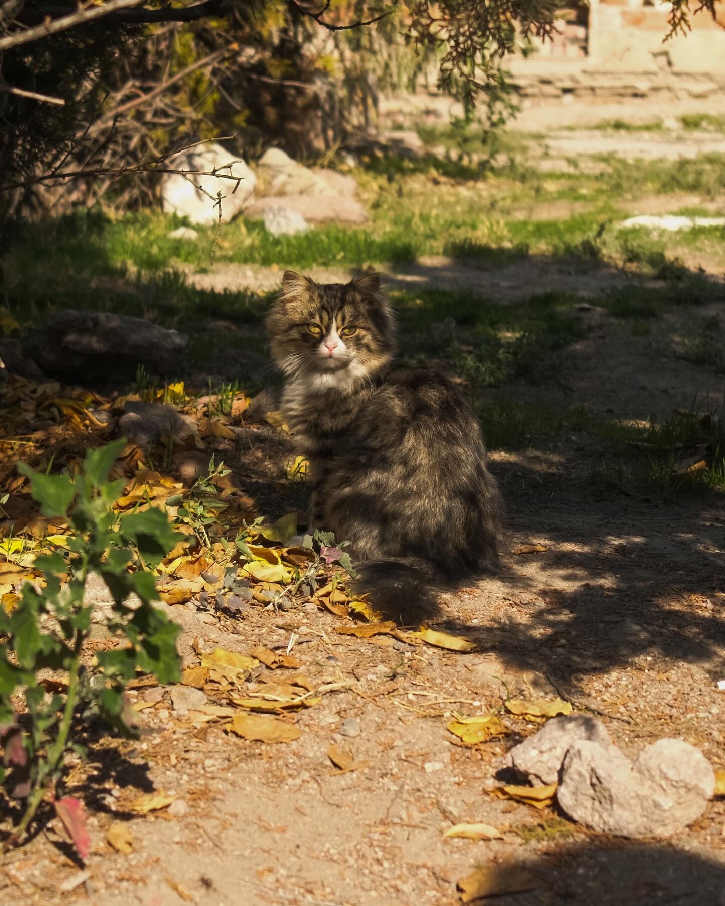 จูเนียร์ - กรวิชญ์ สูงกิจบูลย์