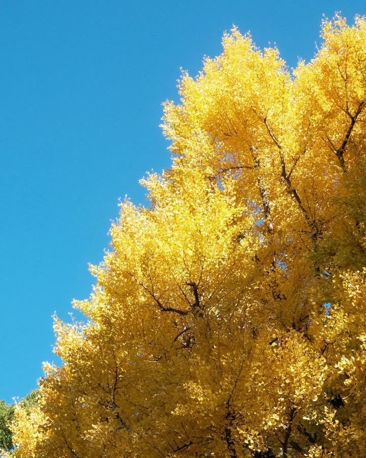 จูเนียร์ - กรวิชญ์ สูงกิจบูลย์