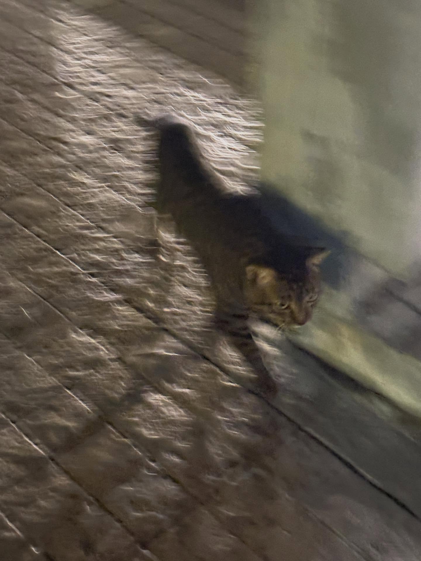 คอปเปอร์ - เดชาวัต พรเดชาพิพัฒ