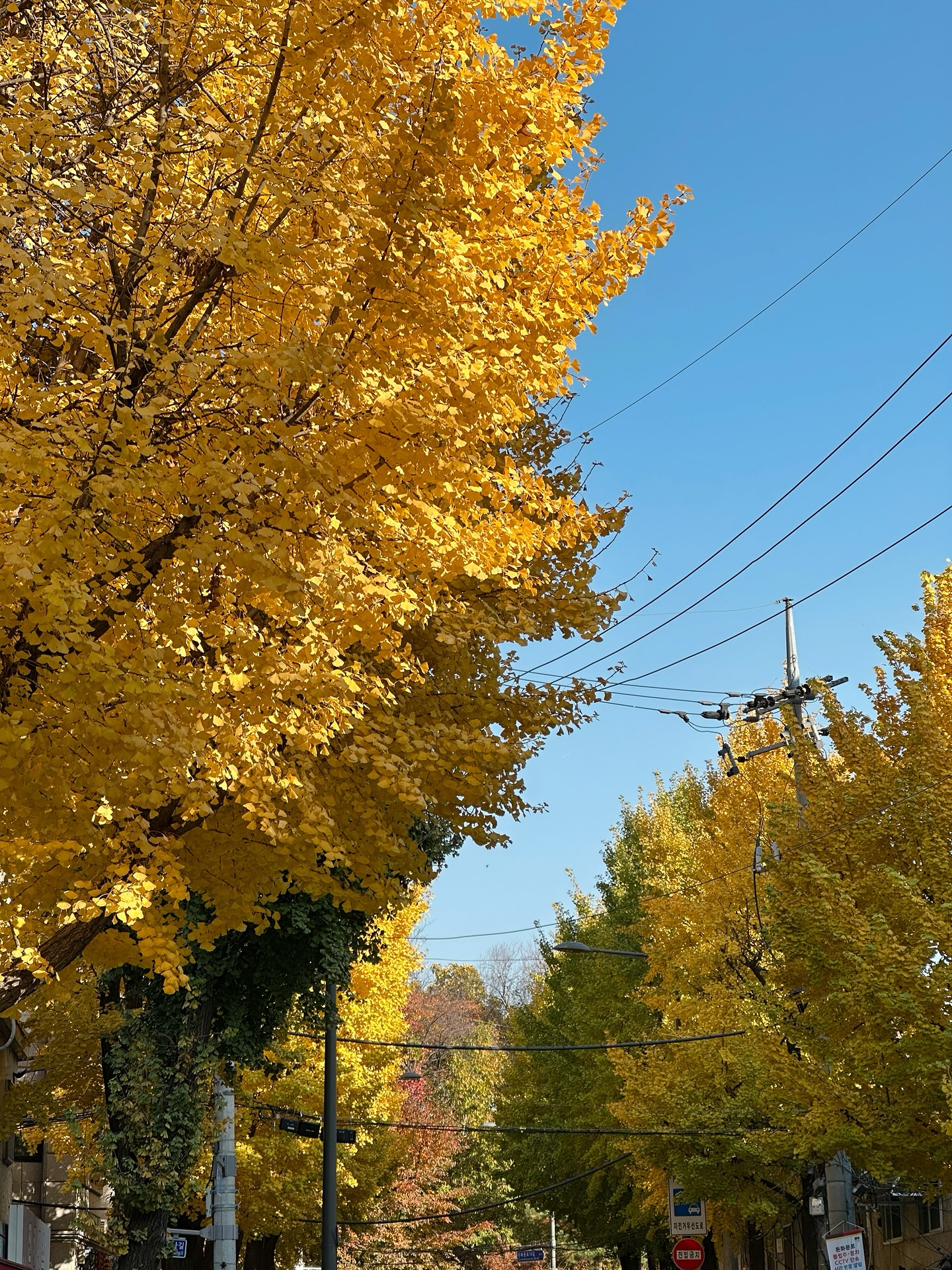 มิ้งค์ - ยูมิโกะ สุชิยะ