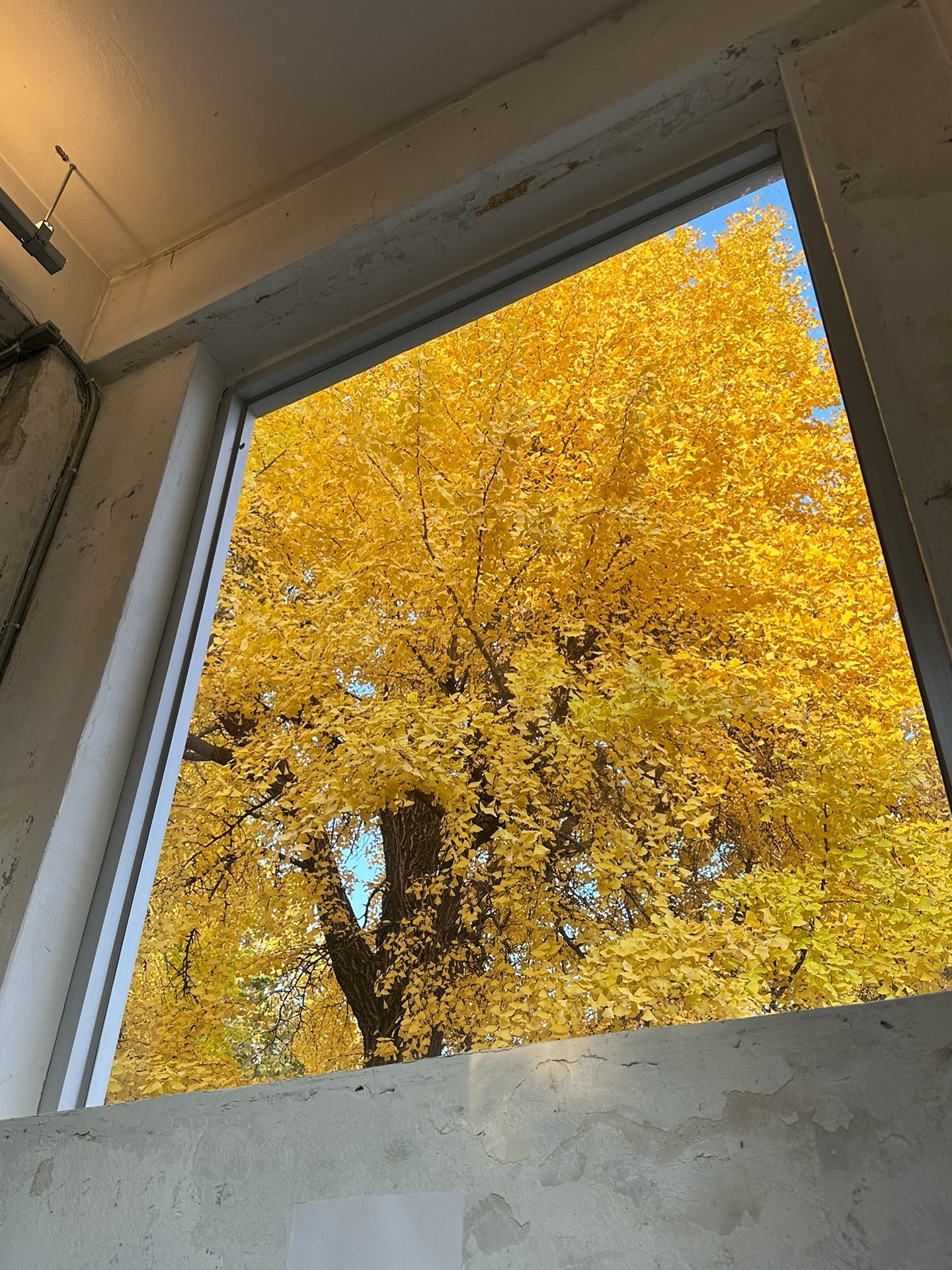 มิ้งค์ - ยูมิโกะ สุชิยะ