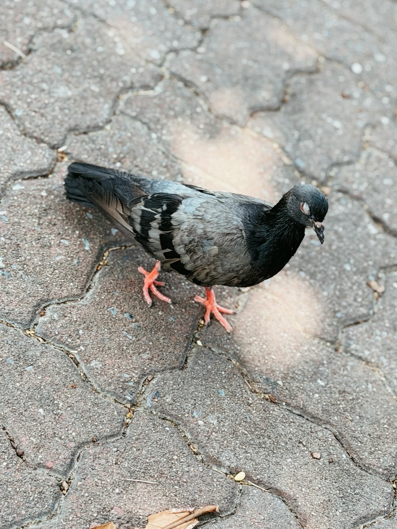 โบว์ - แวนดา สหวงษ์