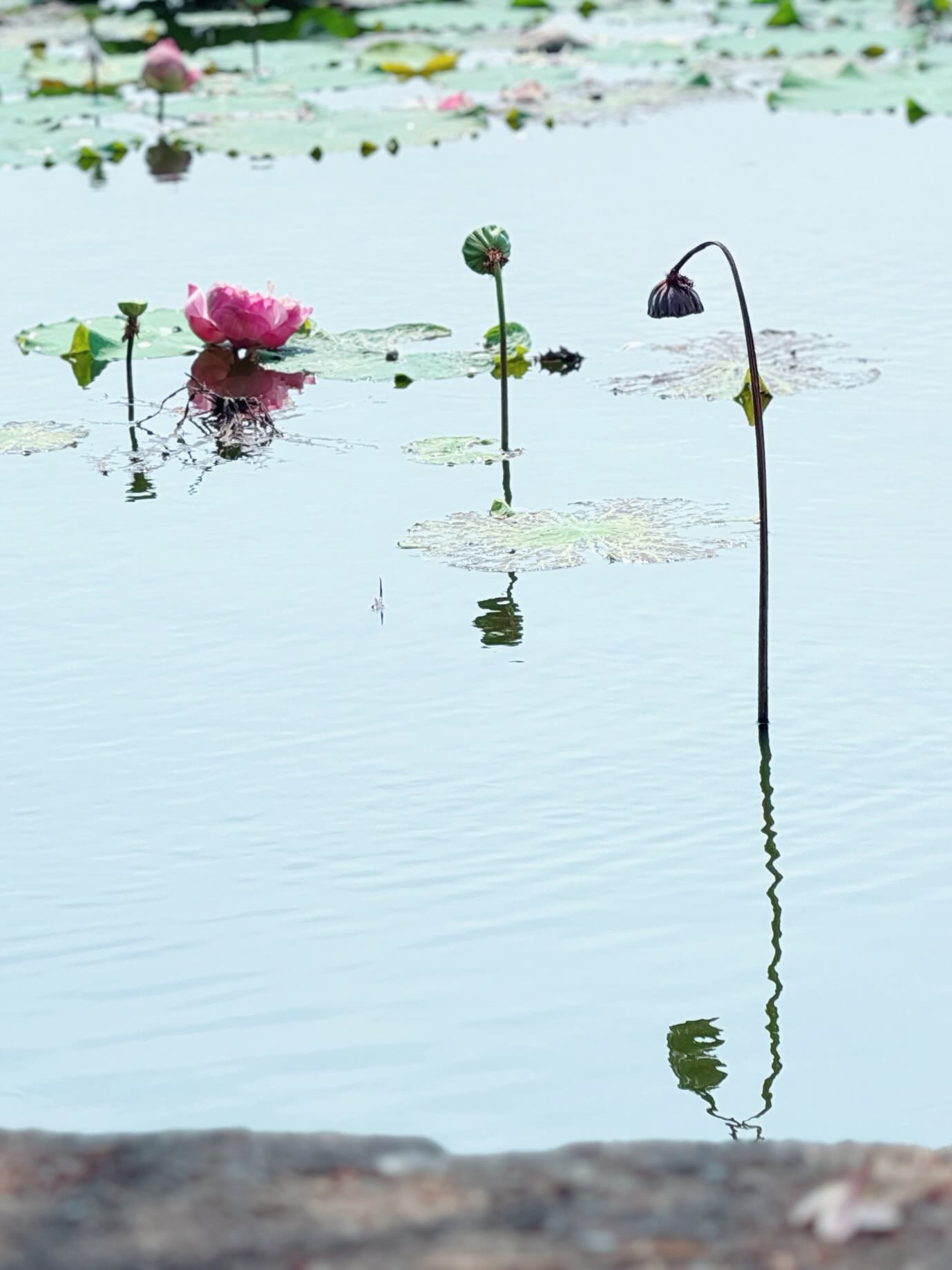 โบว์ - แวนดา สหวงษ์