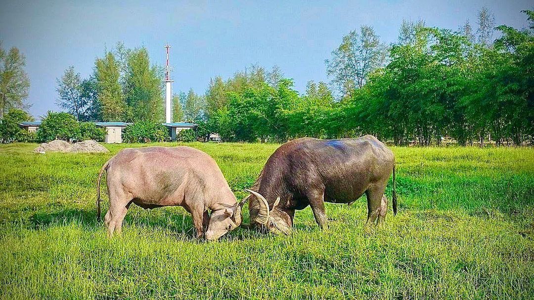 เติ้ล - ธนพล นิ่มทัยสุข