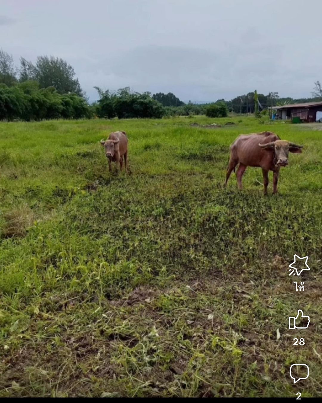 เติ้ล - ธนพล นิ่มทัยสุข