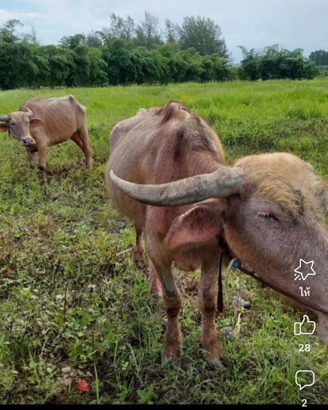 เติ้ล - ธนพล นิ่มทัยสุข