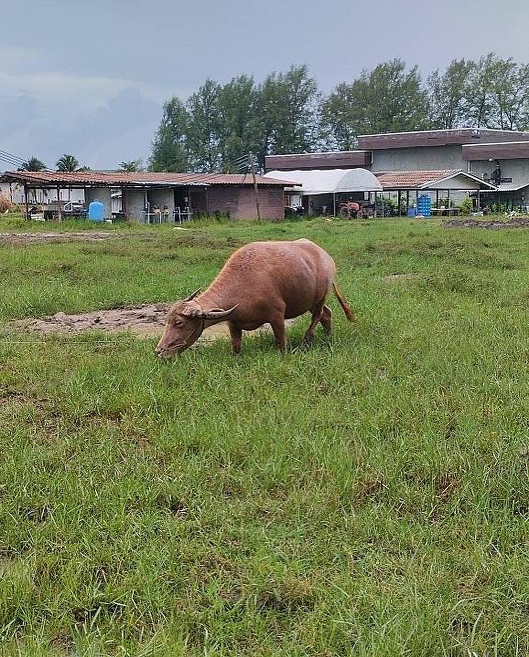 เติ้ล - ธนพล นิ่มทัยสุข