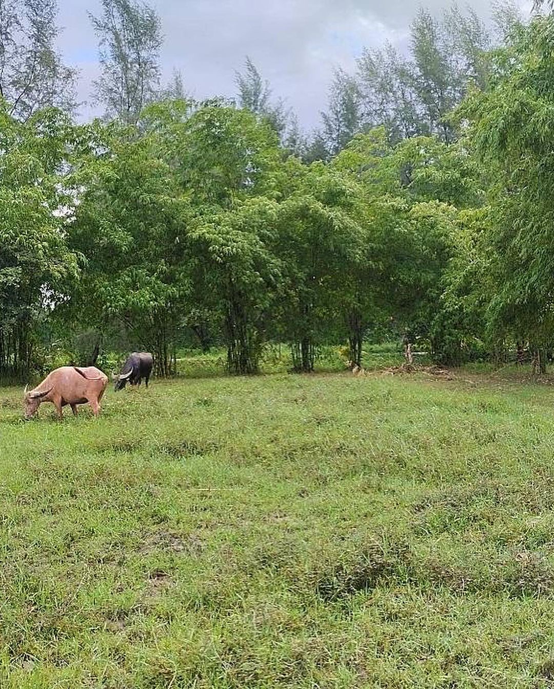 เติ้ล - ธนพล นิ่มทัยสุข