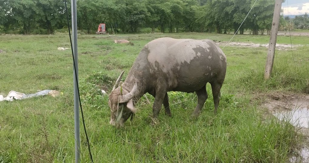เติ้ล - ธนพล นิ่มทัยสุข