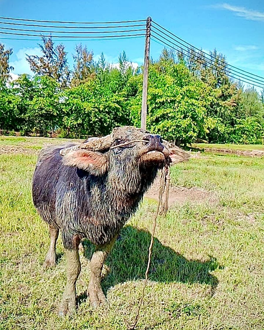 เติ้ล - ธนพล นิ่มทัยสุข