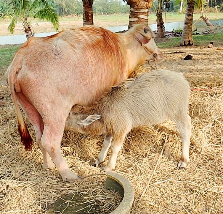 เติ้ล - ธนพล นิ่มทัยสุข