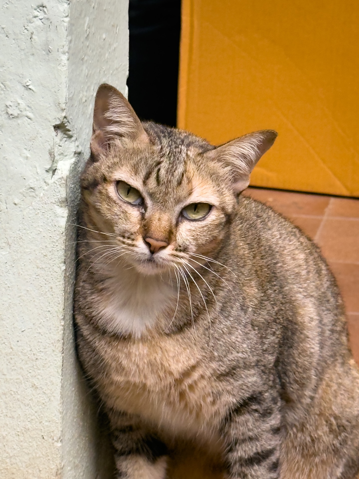 เฟริสท์ - ฉลองรัฐ นอบสำโรง