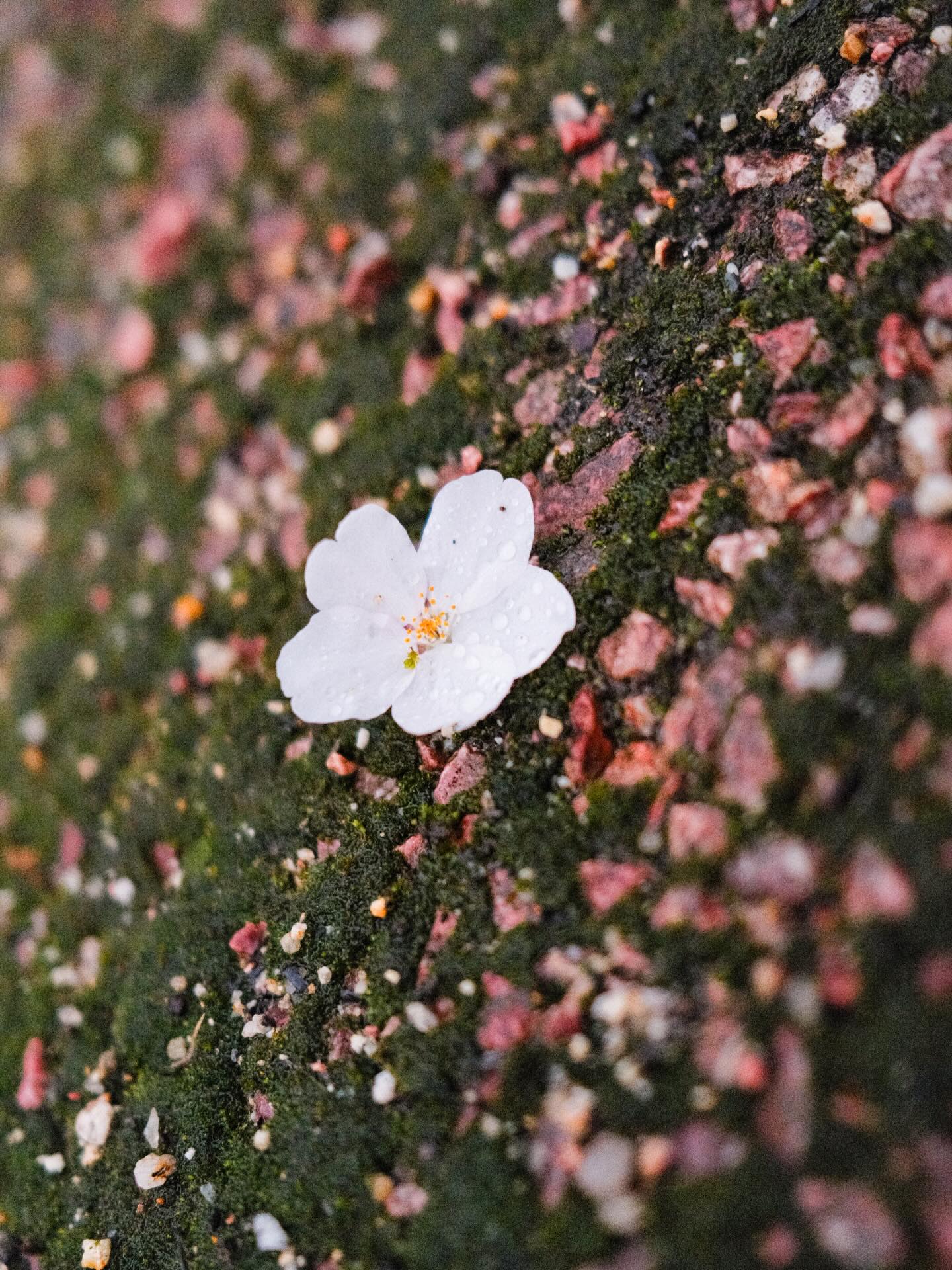 เฟริสท์ - ฉลองรัฐ นอบสำโรง