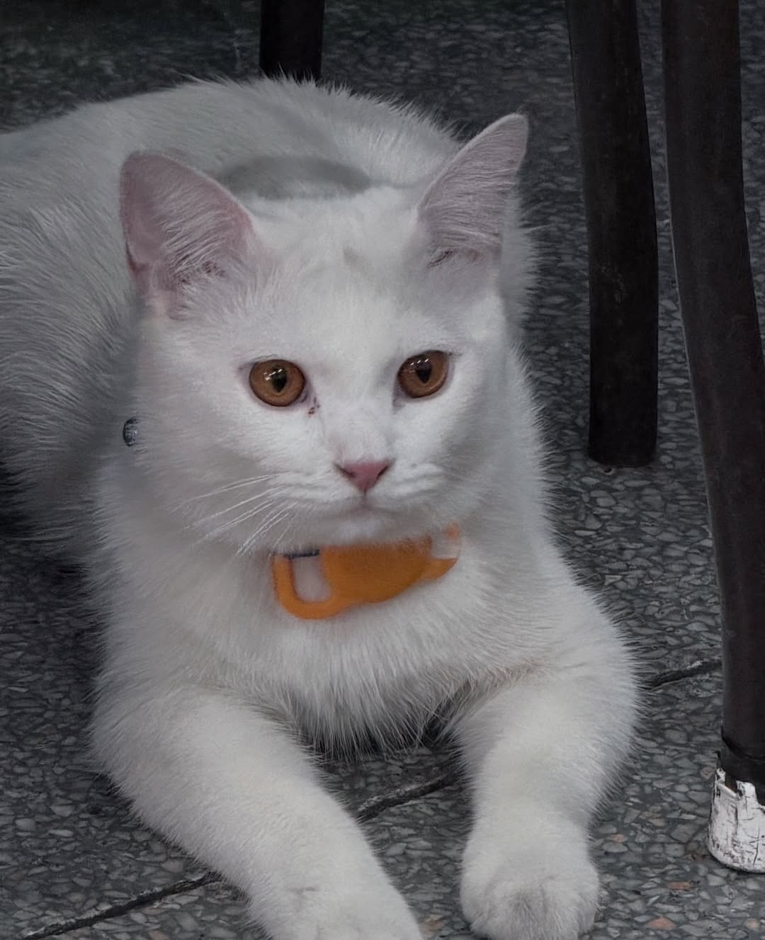 เอนจอย - ธิดารัตน์ ปรือทอง