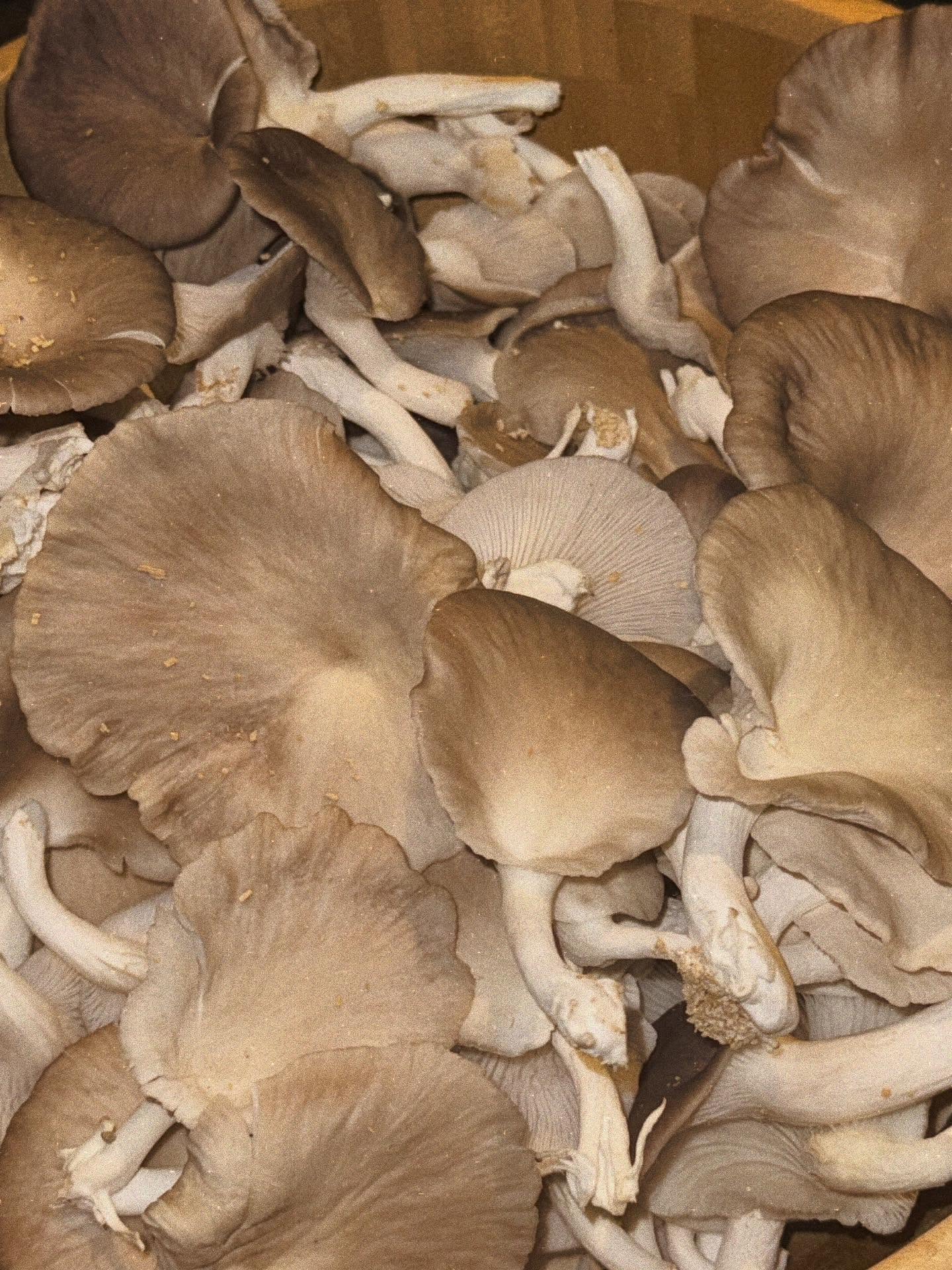 ใบเฟิร์น - พิมพ์ชนก ลือวิเศษไพบูลย์