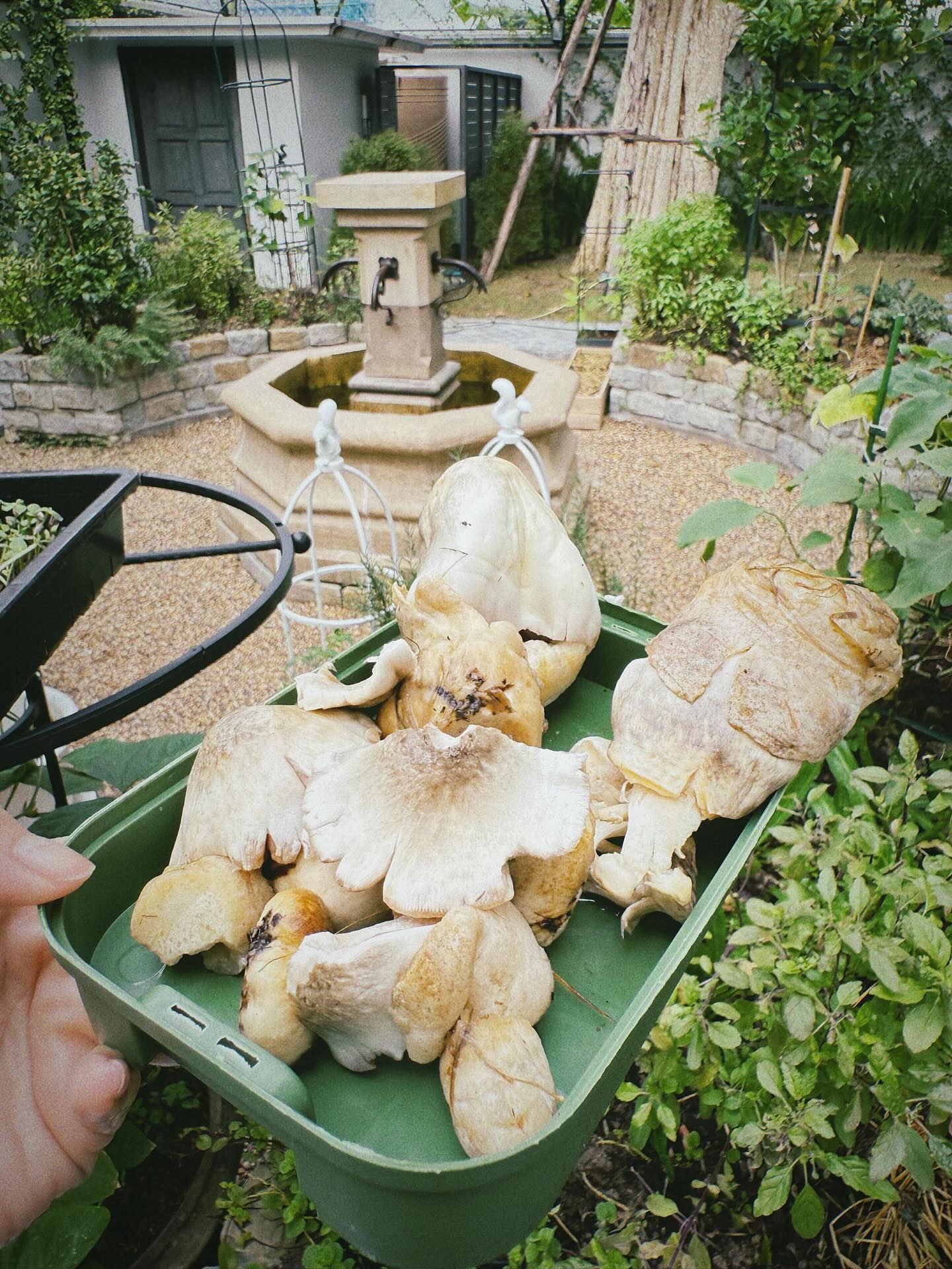 ใบเฟิร์น - พิมพ์ชนก ลือวิเศษไพบูลย์