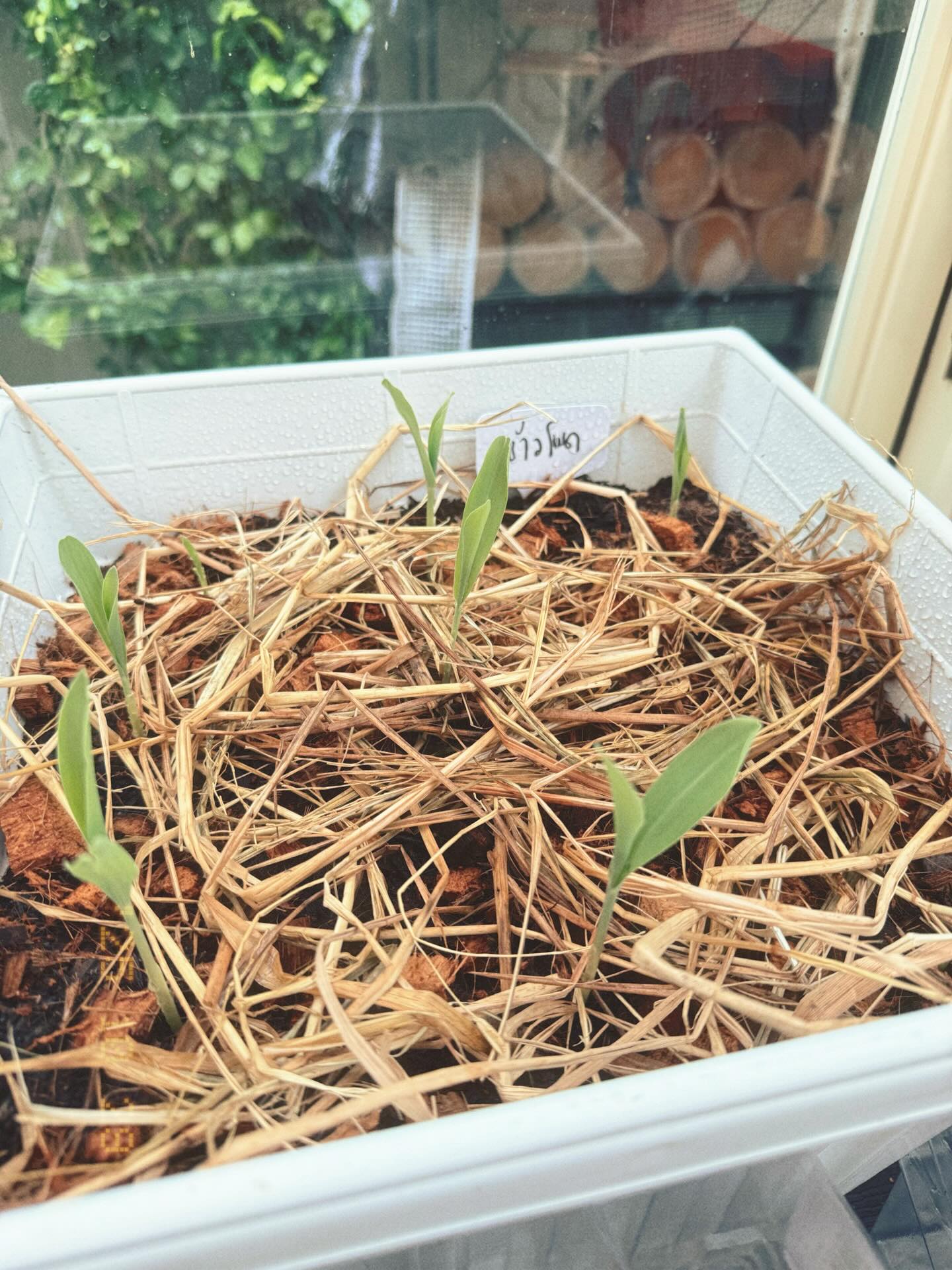 ใบเฟิร์น - พิมพ์ชนก ลือวิเศษไพบูลย์