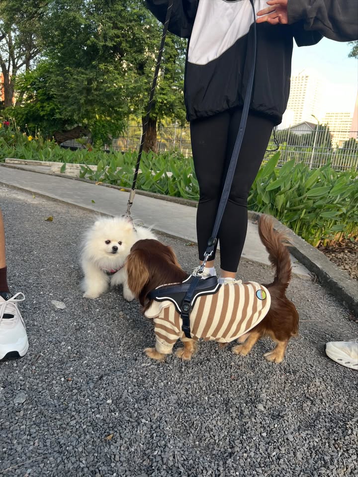 ใบเฟิร์น - พิมพ์ชนก ลือวิเศษไพบูลย์