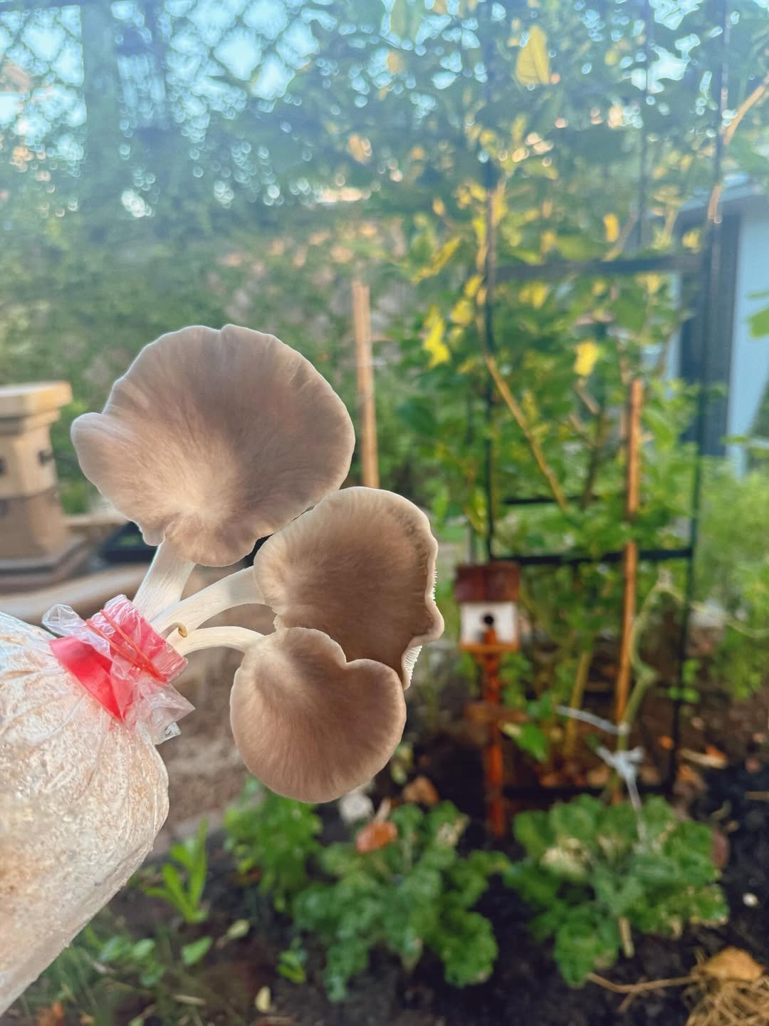 ใบเฟิร์น - พิมพ์ชนก ลือวิเศษไพบูลย์