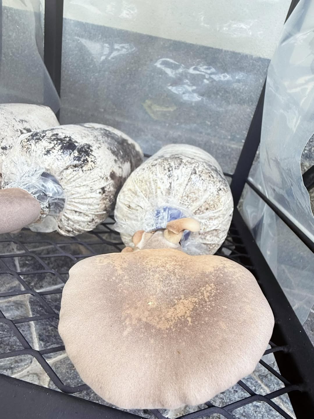 ใบเฟิร์น - พิมพ์ชนก ลือวิเศษไพบูลย์