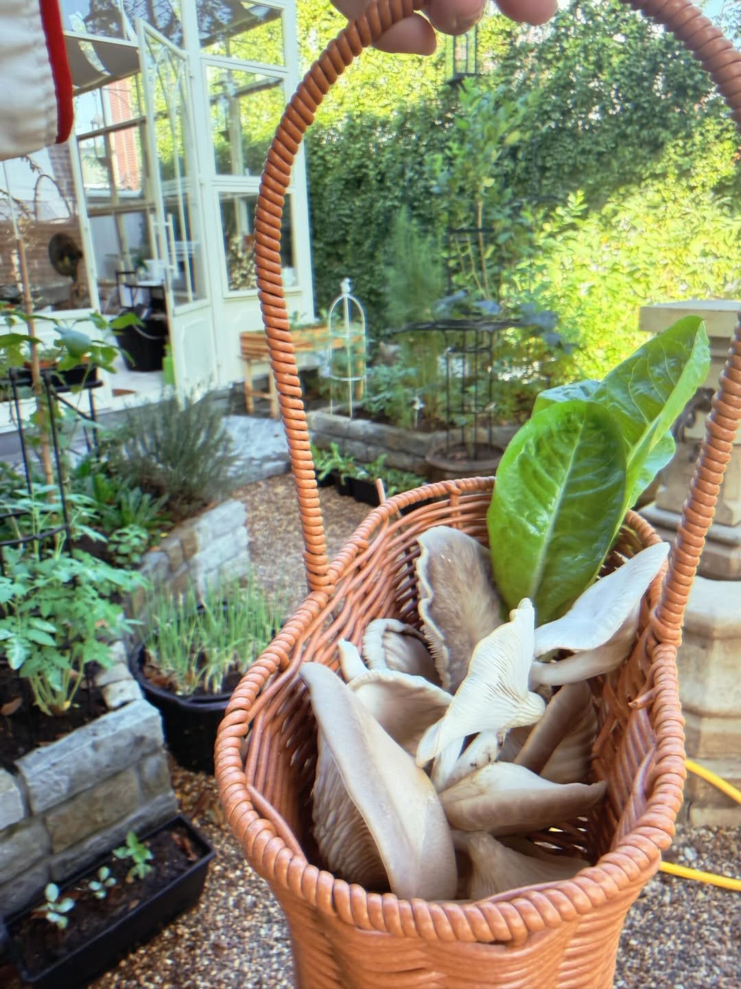 ใบเฟิร์น - พิมพ์ชนก ลือวิเศษไพบูลย์