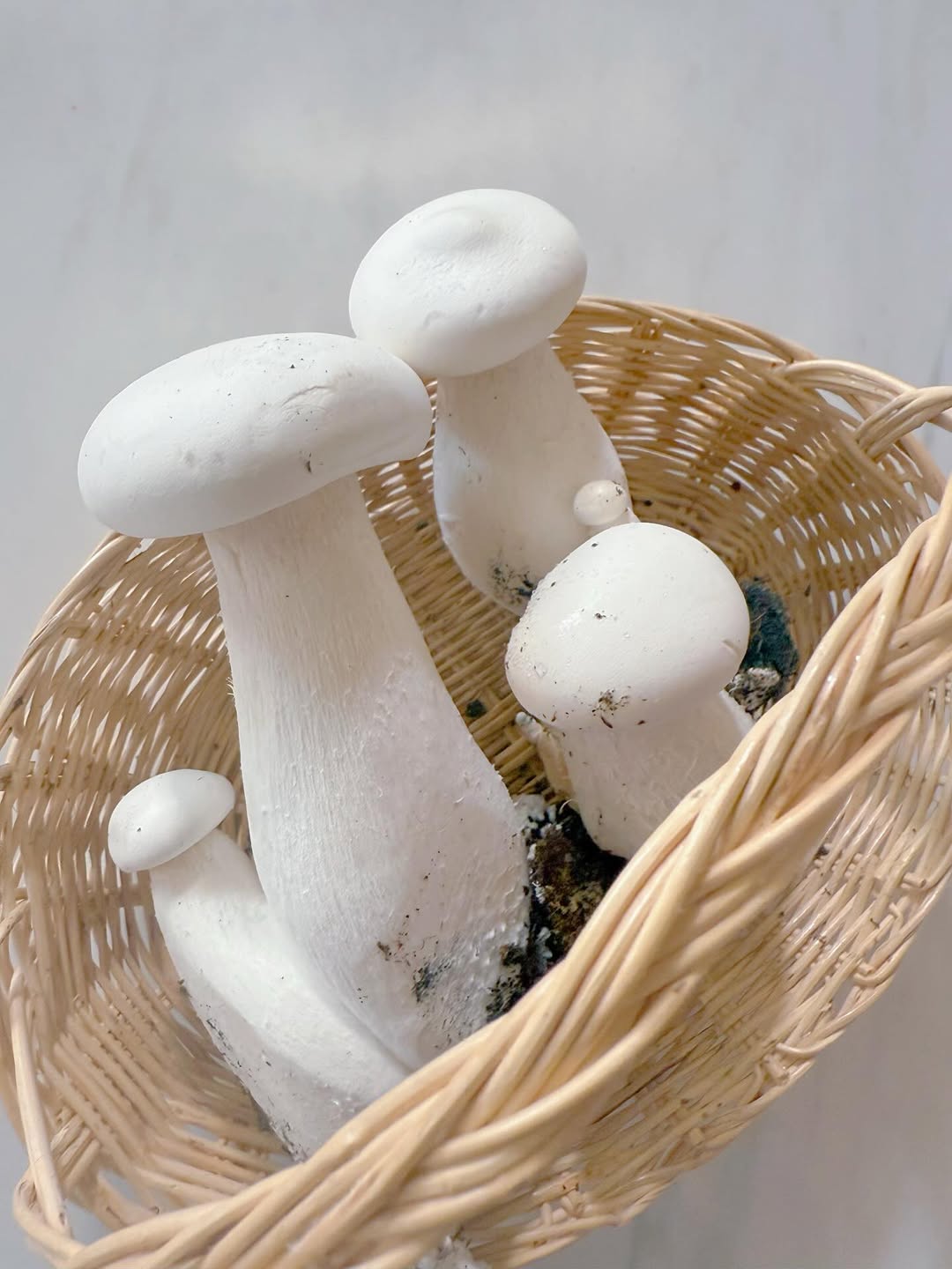 ใบเฟิร์น - พิมพ์ชนก ลือวิเศษไพบูลย์