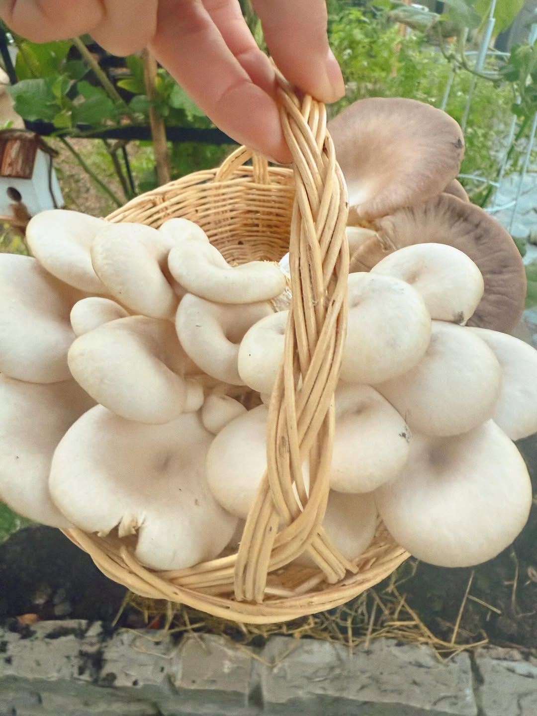 ใบเฟิร์น - พิมพ์ชนก ลือวิเศษไพบูลย์