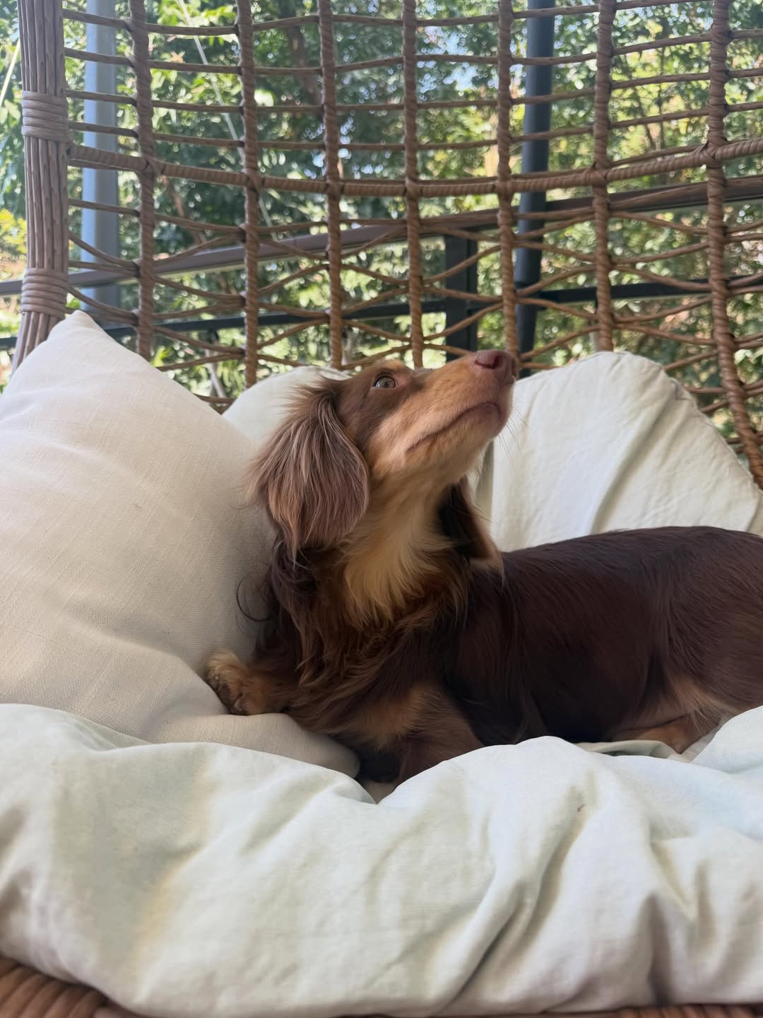 ใบเฟิร์น - พิมพ์ชนก ลือวิเศษไพบูลย์