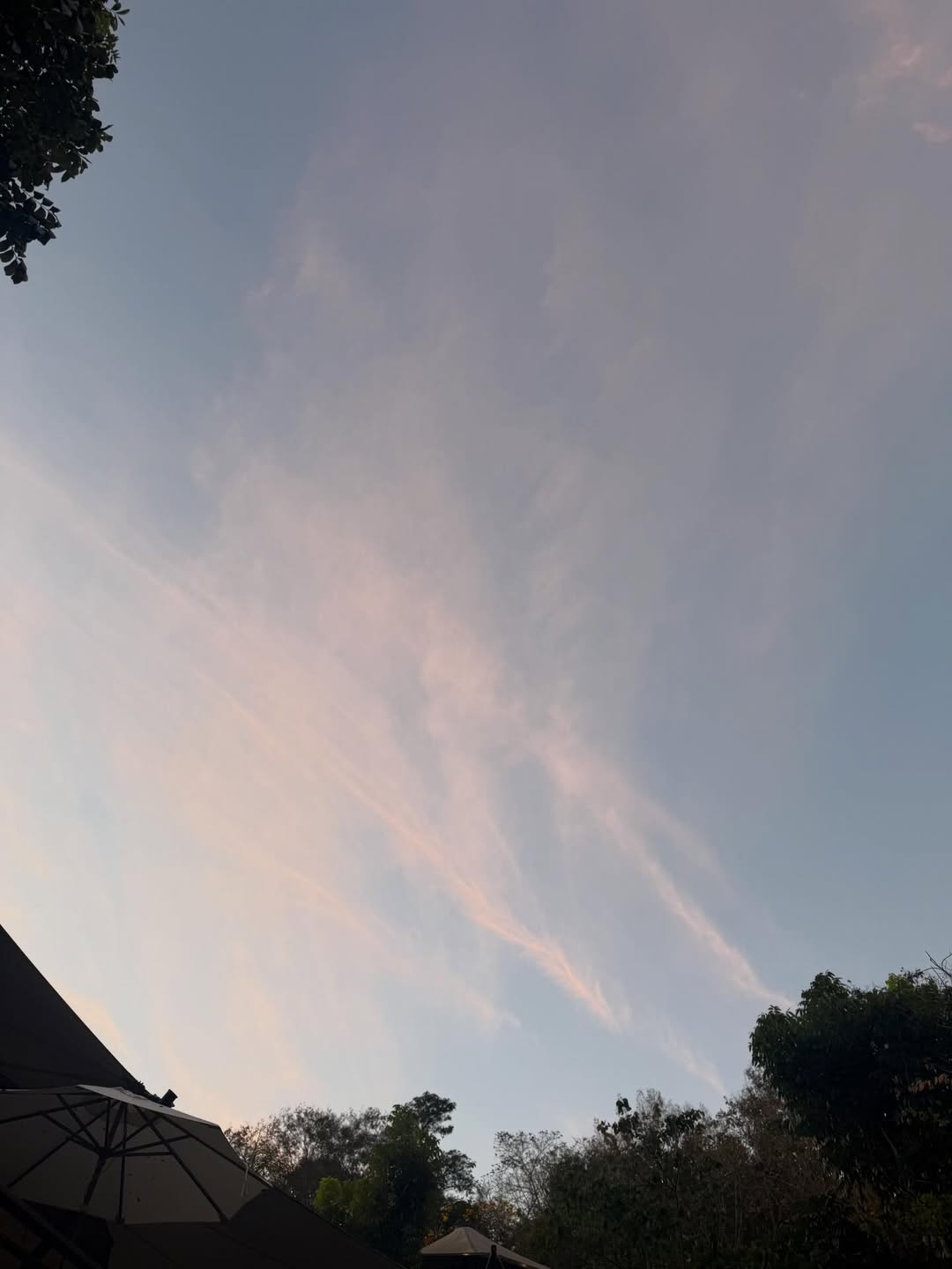 ใบเฟิร์น - พิมพ์ชนก ลือวิเศษไพบูลย์