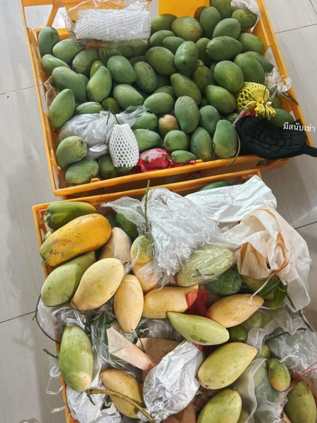 ใบเฟิร์น - พิมพ์ชนก ลือวิเศษไพบูลย์