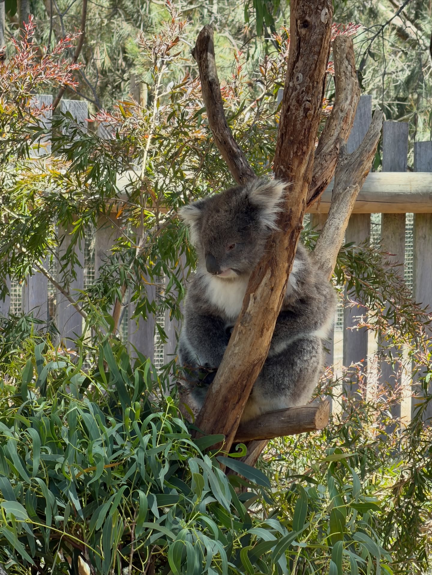 จิมมี่ - จิตรพล โพธิวิหค