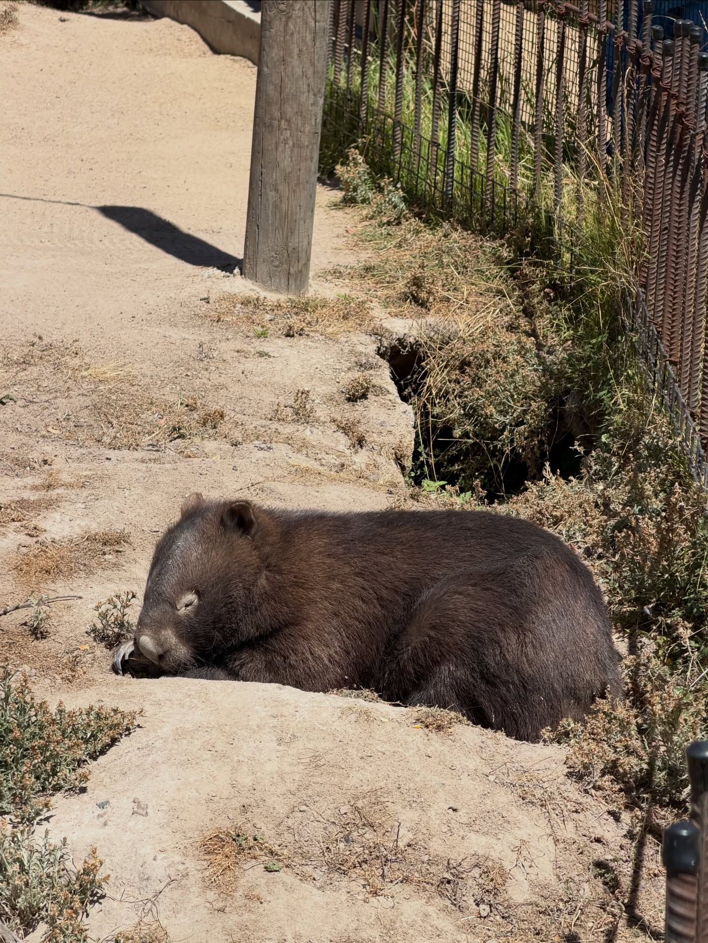 จิมมี่ - จิตรพล โพธิวิหค